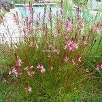 Gaura lindheimeri Rouge (2)