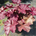 Heuchera Beaujolais (3)