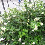 Lantana camara Avalanche (1)
