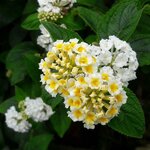 Lantana camara Avalanche (2)