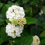 Lantana camara Avalanche (3)