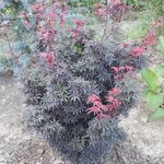 Acer palmatum Shaina