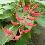 Erythrina x bidwilli