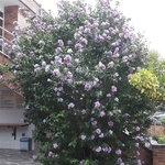 Hibiscus syriacus Purple Ruffles (1)