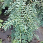 Podocarpus lawrencei Blue Gem