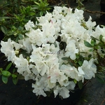 Rhododendron Encore Starlite (5)