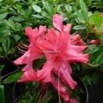 Rhododendron Sundance (2)