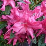 Rhododendron Encore Sundance (4)