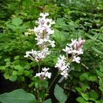 Syringa Flowerfest White