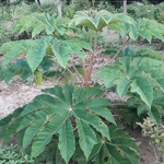 Tetrapanax papyrifera