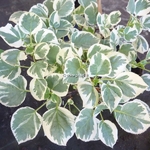 Hydrangea anomala ssp. petiolaris Silver Lining