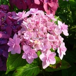 Hydrangea macrophylla Jomari (3)