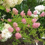 Hydrangea paniculata Fraise Melba