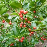Ilex meservae Blue Maid (1)