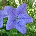 Platycodon grandiflorus Mariesii (2)