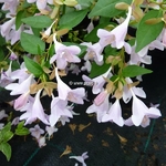 Abelia grandiflora Pink Pong