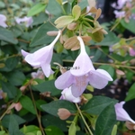 Abelia grandiflora Pink Pong (3)