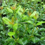 Viburnum tinus Gigantea (2)