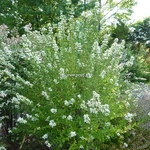 Abelia chinensis White Surprise (1)