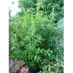 escallonia%20bifida