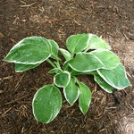 Hosta Barbara Ann