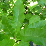 Quercus imbricaria (1)