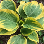 Hosta Liberty (2)