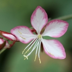 Gaura lindheimeri Rosyjane (3)