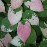 Actinidia kolomikta