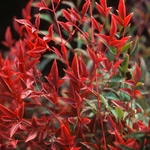 Nandina domestica Moonbay