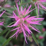 Rhododendron stenopetalum Linearifolium