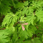 Acer japonicum Aconitifolium (2)