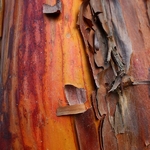 Arbutus andrachneoides (1)