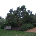 Arbutus andrachneoides (2)
