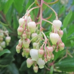 Arbutus andrachneoides (3)