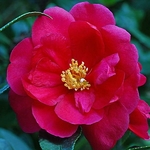 Camellia sasanqua Dot Spengler
