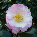 Camellia sasanqua Fukuzutsumi vrai