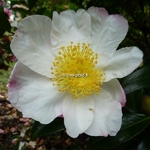 Camellia sasanqua Hana Jiman (1)