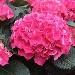 Hydrangea macrophylla Red Beauty (1)