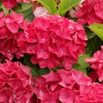 Hydrangea macrophylla Red Beauty (2)