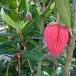 Crinodendron hookerianum