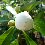Gordlinia grandiflora (2)