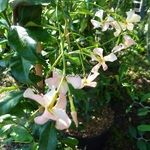 Trachelospermum jasminoides Pink Showers (2)