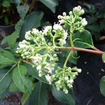 Viburnum Le Bois Marquis