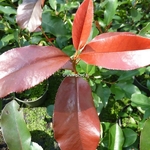 Photinia fraseri Red Select (2)