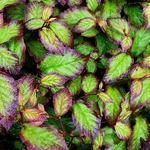 Parrotia persica Persian Spire (1)