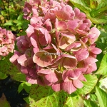 Hydrangea macrophylla Coral