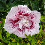 Hibiscus syriacus Starburst Chiffon (2)