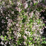 Deutzia gracilis Yuki Cherry Blossom (6)
