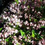 Deutzia gracilis Yuki Cherry Blossom (8)